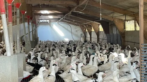 Vaccination anti-grippe aviaire : lueur d'espoir pour les...