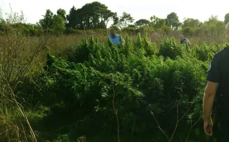 Les 1400 pieds de cannabis découverts près de Toulouse n'étaient...