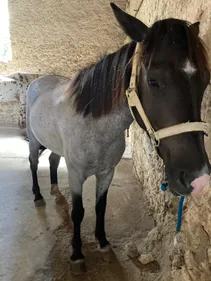 Un cheval secouru par les pompiers à Mazamet