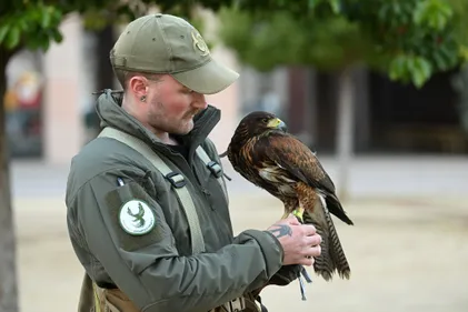 Comment Toulouse va faire la chasse aux nuées d'étourneaux ?