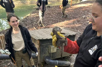 Haute Garonne : Une naissance de loutres d'Asie au parc African Safari