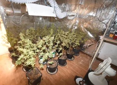 Mazamet : dix mois de prison pour un cultivateur de cannabis à...