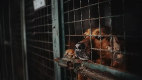 Animaux maltraités à Béziers: 12 mois de prison avec sursis requis...