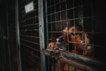 Animaux maltraités à Béziers: 12 mois de prison avec sursis requis...