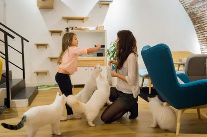 Le Chapristea à Toulouse : le repère des amis des chats 