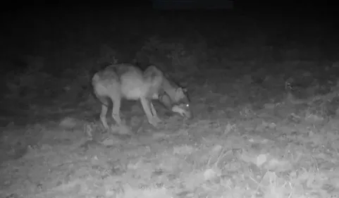 "Il faut simplifier les procédures de tirs contre le loup" estime...