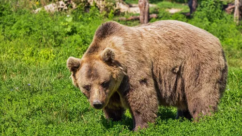 Pyrénées: la population d'ours bruns continue de progresser dans le...