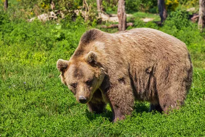 Pyrénées: la population d'ours bruns continue de progresser dans le...