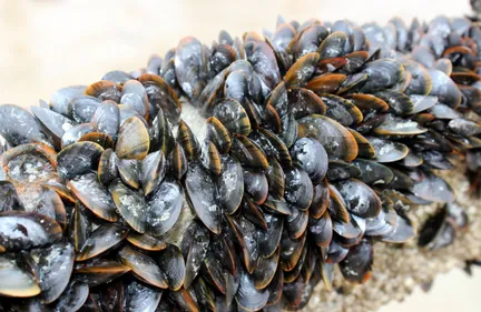 Etang de Thau: récolte et commercialisation des moules et des...