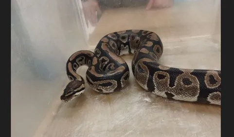 Ce python a été retrouvé à Toulouse 