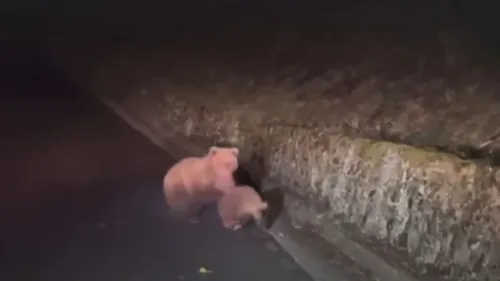 VIDEO. Un sanglier attaqué par un ours près de Luchon