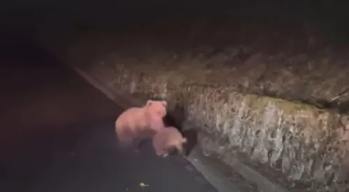 VIDEO. Un sanglier attaqué par un ours près de Luchon