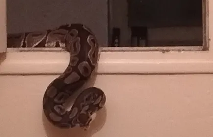 Toulouse. Voici le python que Patrick a trouvé dans ses toilettes...