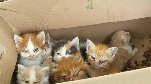 Près de Castres. Voués à une mort certaine, huit chatons retrouvés...