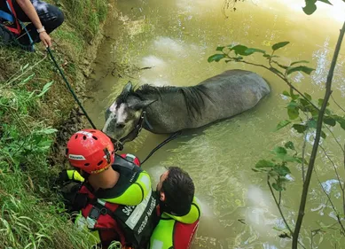 Près de Toulouse. Les pompiers secourent un cheval, tombé dans un...
