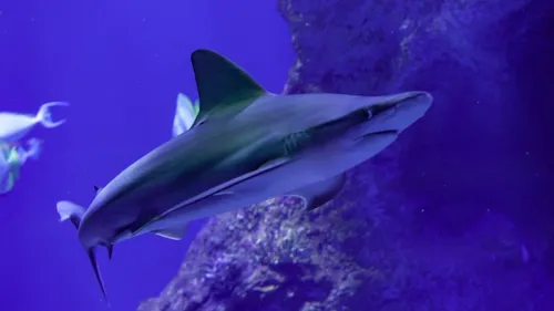 4 nouveaux requins gris rejoignent l'aquarium Oniria à...