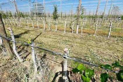 Des milliers d'arbres saccagés dans un verger près de Lavaur 