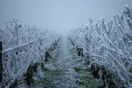 « 80% de la filière prune du Tarn-et-Garonne serait en dépôt de...