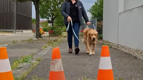 Une école pour former les chiens guides de demain à Cernay