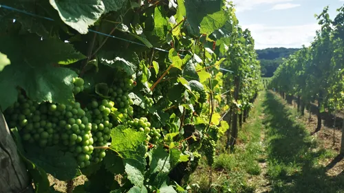 Cleebourg, un vignoble à redécouvrir