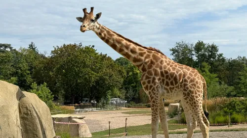 Les girafes, nouvelles stars du Zoo de Mulhouse