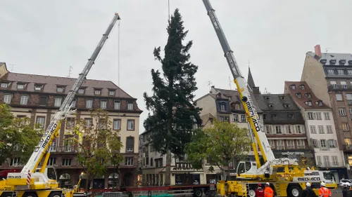 Le grand sapin de Noël installé à Strasbourg