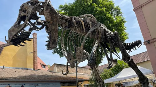 Colmar : un T-rex exposé au musée