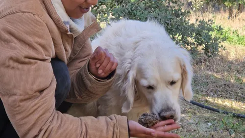Près de Narbonne : des escapades gourmandes autour de la truffe et...
