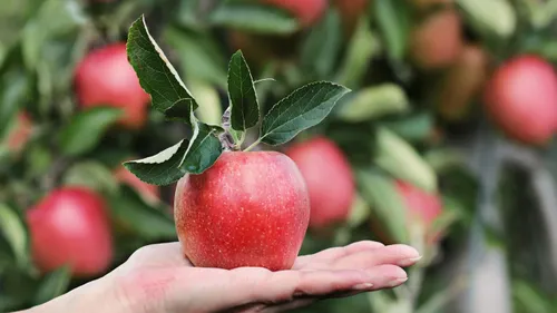 Hérault : la pomme célébrée en grand dans ces deux coopératives