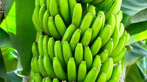 Des bananes cultivées… dans les Pyrénées-Orientales 