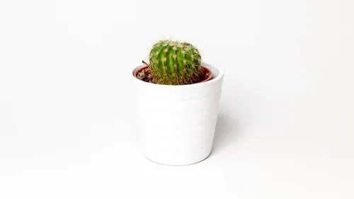 Montpellier : des plantes à petits prix à la halle tropisme