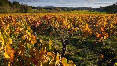 Changement climatique : dans l’Hérault, bientôt des cépages plus...