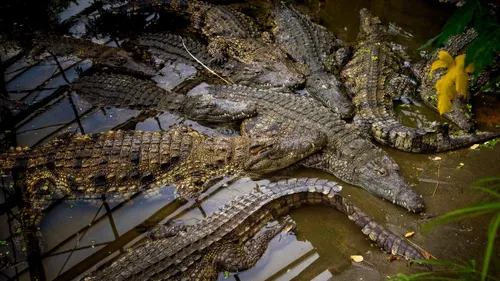 Halloween : Des vacances venimeuses à la Ferme aux Crocodiles !