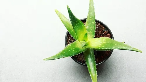Montpellier : une grande vente de plantes pendant 3 jours