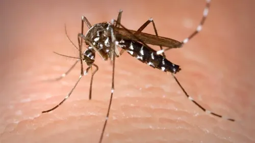 Perpignan : un premier cas de dengue autochtone détecté