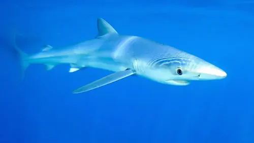 Les Requins Bleus Visitent Perpignan : Pas de Panique