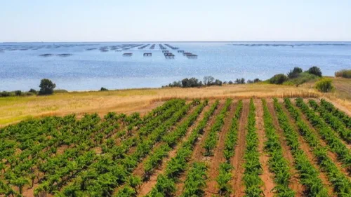 Hérault : En mai, le Picpoul de Pinet à l’honneur dans ces deux...