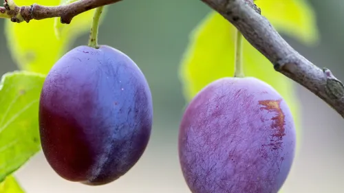 Occitanie : une trentaine d’événements pour la Semaine de la Bio