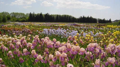 Hérault: 400 variétés d’iris à découvrir aux Iris Bertrand