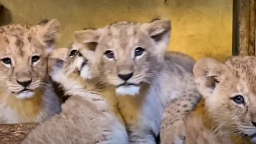 Port-Saint-Père : nouvelle naissance de lionceaux 