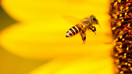 Méduses, guêpes, abeilles, frelons ou bourdons, que faire en cas de...