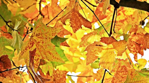 Pourquoi l'automne débute le 22 septembre ?
