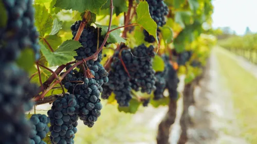 La production française de vin en hausse mais encore loin des...