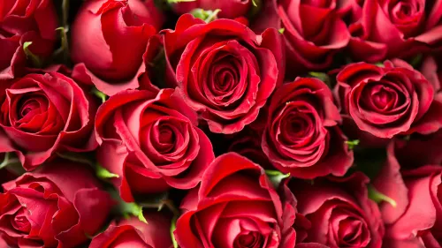 Saint-Valentin : la rose rouge très plébiscitée, mais elle n'est...