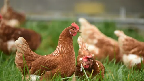 Grippe aviaire : le risque relevé de "modéré" à "élevé" en France