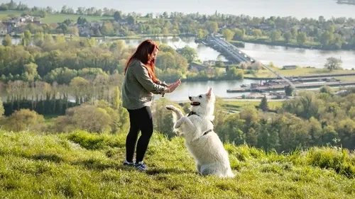 Un guide touristique pour découvrir la Normandie avec son chien