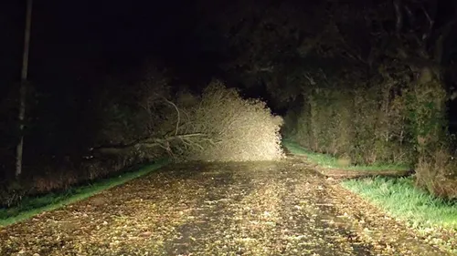 Tempête Ciaran : une soixantaine d'arbres couchés en Sarthe