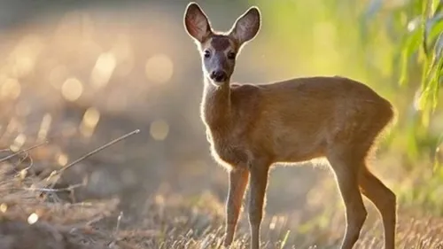 Fête de la nature et de la photographie animalière près de Lisieux