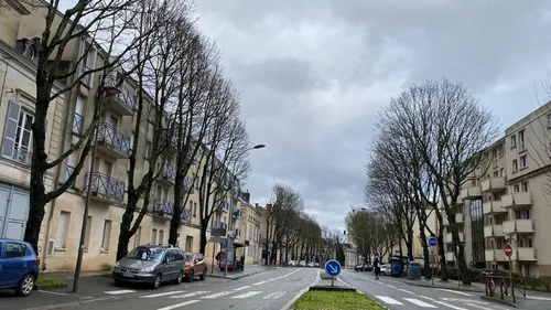 Avenue Bollée au Mans : pourquoi veut-on abattre les arbres ?