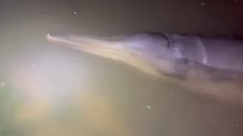 Une baleine à bec en difficulté dans le canal de Caen à la mer